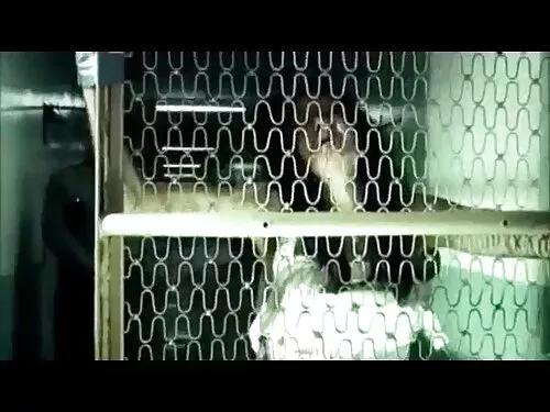 બીફકેક સ્ટડ રોબ ડીઝલ ...